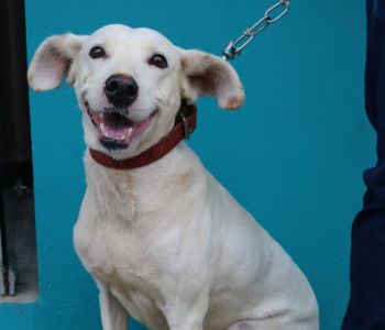 Em 03 anos Programa “Castrar é Cuidar” esterilizou 700 animais